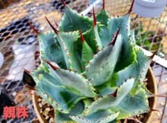 アガベ【風雷神錦】コンパクタ　カキコ②のサムネイル