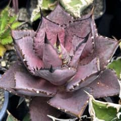 【希少】 アガベ マンガベ 黒火焔 ×血雨雷神 ハイブリッド ブラックファイヤー m95344983072_1.jpg?1752671527