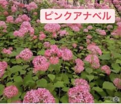 ピンクアナベル ポットに植えたまま発送のサムネイル
