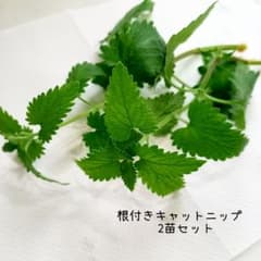 キャットニップ　ネコ　猫草　猫グッズ　ネコグッズ　2のサムネイル