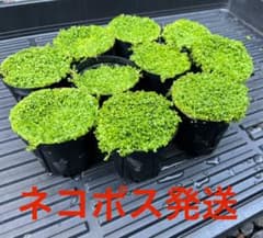 キューバパールグラス　10ポット　無農薬のサムネイル