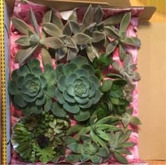 のん様専用のサムネイル