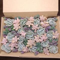 多肉植物詰め合わせのサムネイル