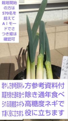 高糖度宿根ネギさつき姫5本入りのサムネイル