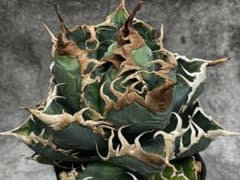 チタノタ　バケモノ　BAKEMONO 子株agave オテロイ アガベ　スパチタ チタノタ バケモノ BAKEMONO 子株agave オテロイ アガベ