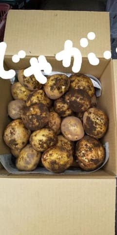 ジャガイモ キタアカリ 60サイズ箱のサムネイル