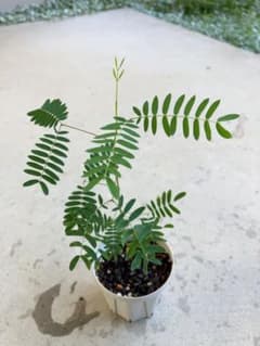 ハワイ原産の植物3点セット(コア、マウンテンナウパカ、マイレ)のサムネイル