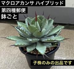 アガベ マクロアカンサ×イシスメンシス ハイブリッド 子株 特選株 鉢