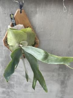 ビカクシダ P.モリフィー2 板付け - メルカリ