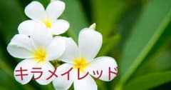 Mika Fukuiさま　専用のサムネイル