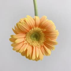 てんちゃん様 専用のサムネイル