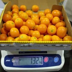 宮崎産金柑　訳ありのサムネイル