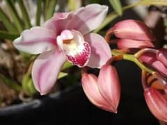Saku様のサムネイル