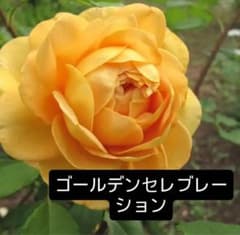 ゴールデンセレブレーション バラ苗 ER 強健 強香 薔薇 苗 ぶどう付きのサムネイル