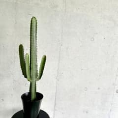 多肉植物ユーフォルビア 大雲閣 サボテンH81cm 6号鉢 インテリア 本日特価のサムネイル