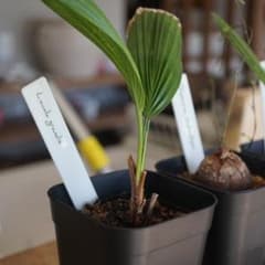 ソロモン諸島原産マルバウチワヤシ  Licuala grandis　ウチワヤシのサムネイル