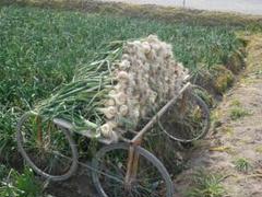 【甘味と食感】淡路島特産の玉ねぎをご堪能ください逸品3ｋｇ