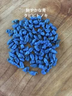 タビビトノキ　鮮やかな青　種のサムネイル