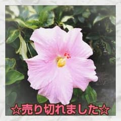 ☆売り切れました☆のサムネイル