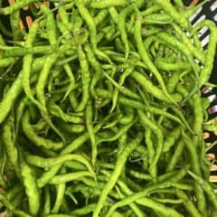 新鮮な甘長唐辛子 150グラムのサムネイル