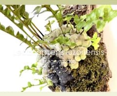 Lecanopteris luzonensis レカノプテリス ルゾネンシス - メルカリ
