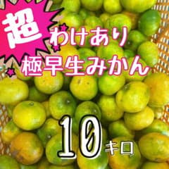 超訳あり！静岡県産【極早生みかん 高林】10キロのサムネイル