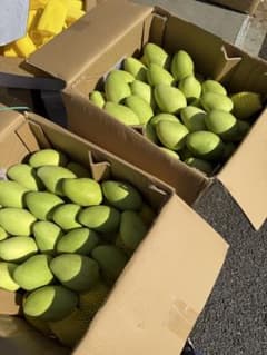 ベトナム産グリーンマンゴー（約10kg）冷蔵配送 ベトナム産グリーンマンゴー約10kg冷蔵発送 - メルカリ