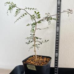 オペルクリカリア パキプス M03 実生 2年 seedstock 塊根植物 オペルクリカリア パキプス M03 実生 2年 seedstock 塊根植物 - メルカリ