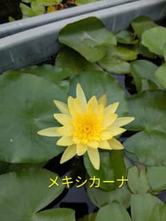 塩味様 リクエスト 2点 まとめ商品のサムネイル