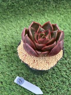 レッドライト - メルカリ