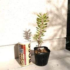 リューカデンドロン　ルブルムのサムネイル
