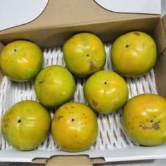 太秋柿 農薬不使用のサムネイル