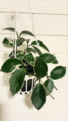 ホヤ　Hoya carnosa 'Krimson Queen' 抜き苗のサムネイル