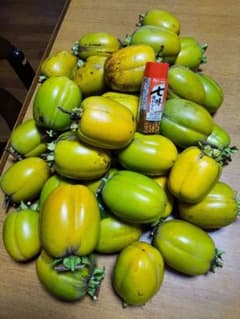 田舎のおばあちゃんの西条柿のサムネイル