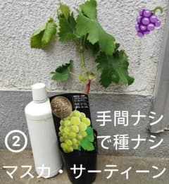 m95473684945_1.jpg?1780406527