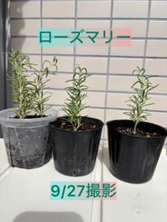 ローズマリー苗 5株セット 無農薬 挿し木 抜き苗 ネコポス発送のサムネイル