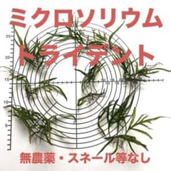 ミクロソリウムトライデント 【無農薬・スネール等無し】 2024.4.30撮影のサムネイル