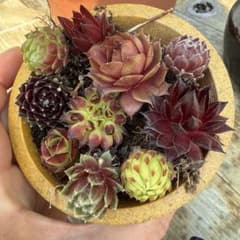 センペビウム　チビ苗　多肉植物　あのサムネイル