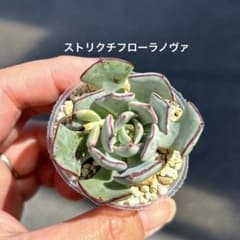 多肉植物　韓国苗　エケベリア　大人気品種　ストリクチフローラノヴァ　抜き苗のサムネイル