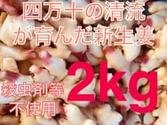 6/25収穫発送予定 新生姜 高知県四万十市産 新生姜 2kg - メルカリ