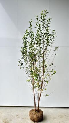 m95483181728_1.jpg?1731368351