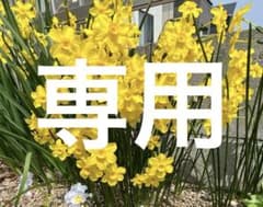 イトスイセン　球根　20個のサムネイル
