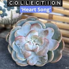 韓国直送 ❁厳選♡レア苗❁ ハートソング エケベリア 多肉植物 - メルカリ