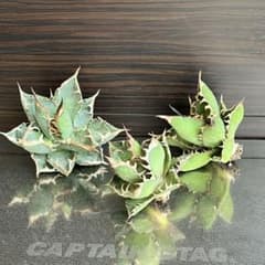 アガベ オテロイ実生 OSP株 3株セット - メルカリ