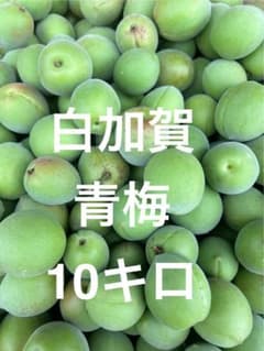 山形県産　白加賀　青梅　10キロのサムネイル