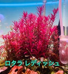 ロタラ レディッシュ 5本のサムネイル