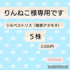 りんねこ様専用シルベストリス（宿根アネモネ）5株セットのサムネイル