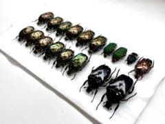 ハナムグリ類 標本 セットのサムネイル