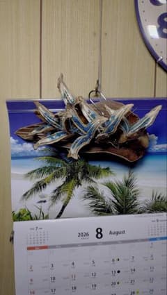 ❗️【シロクマさん専用購入検討商品】❗️2個❗️落札商品と３つ同梱の場合の金額のサムネイル