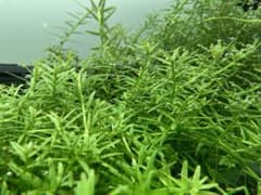 グリーンロタラ（水中葉）20本のサムネイル